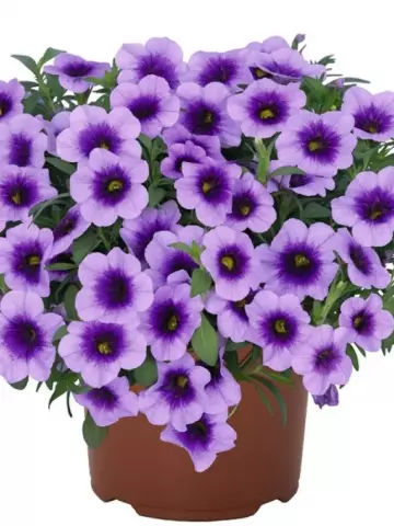 79. Калибрахоа Aloha Kona Sky Blue (9 шт.)