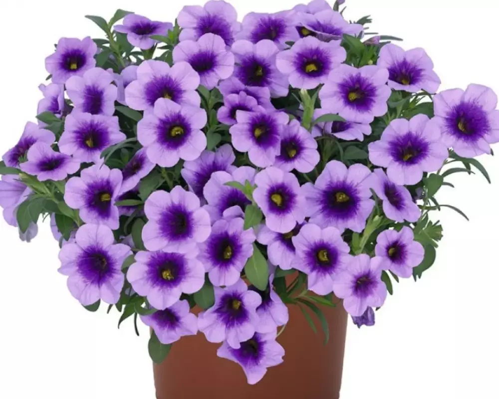 79. Калибрахоа Aloha Kona Sky Blue (9 шт.)