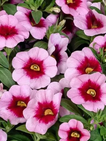 81. Калибрахоа Aloha Kona Tiki Pink (9 шт.)
