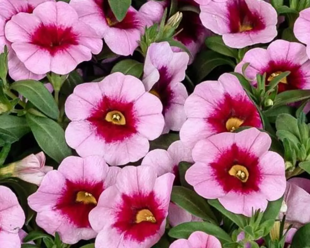 81. Калибрахоа Aloha Kona Tiki Pink (9 шт.)