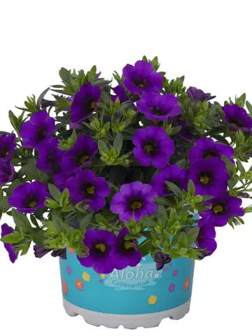 8101. Калибрахоа Aloha Nani Blue (9 шт.)