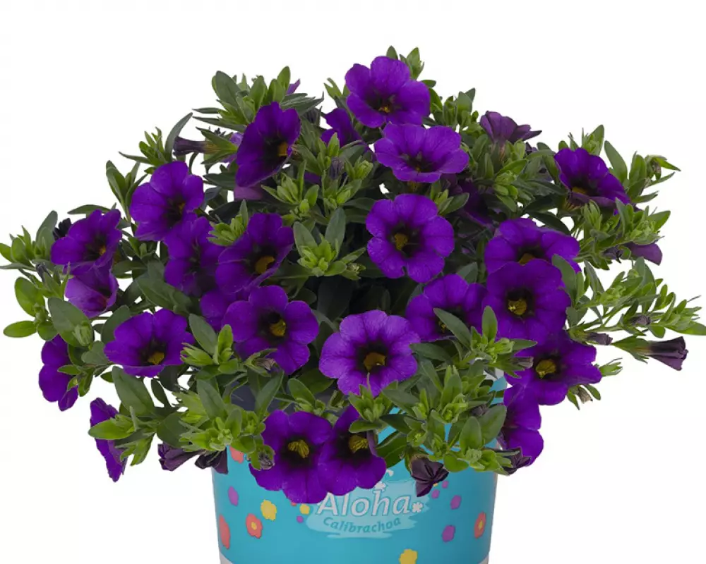 8101. Калибрахоа Aloha Nani Blue (9 шт.)
