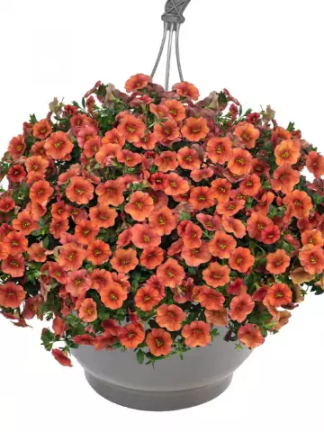 8102. Калибрахоа Aloha Classic Hot Orange (9 шт.)
