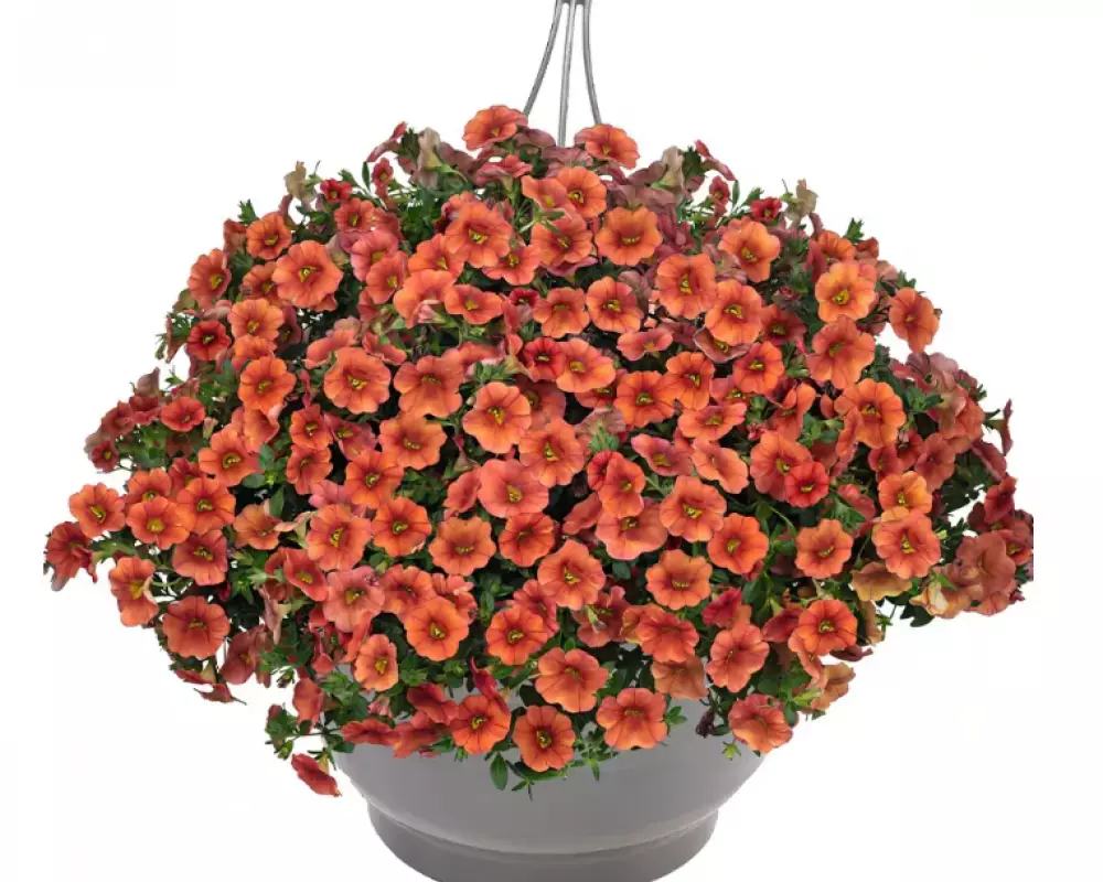 8102. Калибрахоа Aloha Classic Hot Orange (9 шт.)