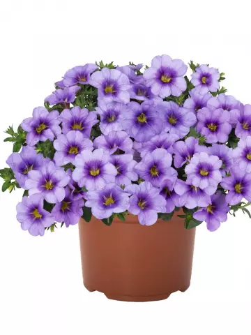 82. Калибрахоа Bloomtastic Blue Sky (9 шт.)