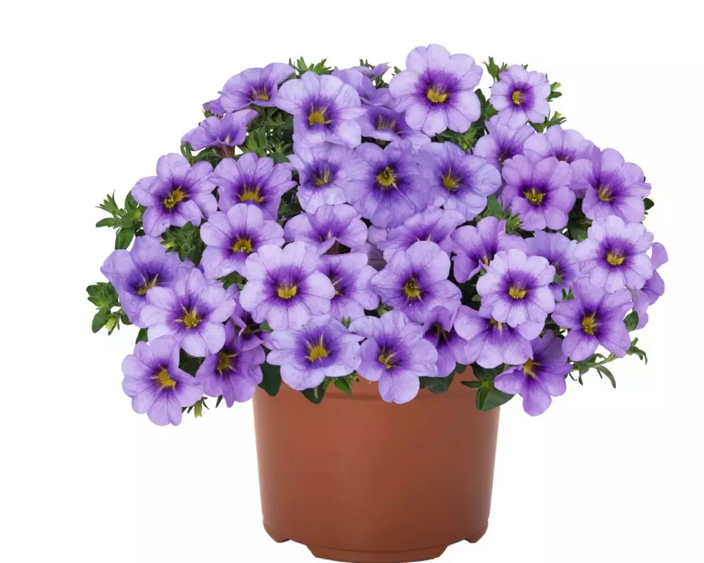 82. Калибрахоа Bloomtastic Blue Sky (9 шт.)