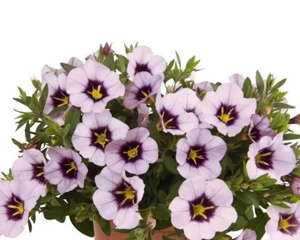 83. Калибрахоа Bloomtastic Lavender Quartz (9 шт.)