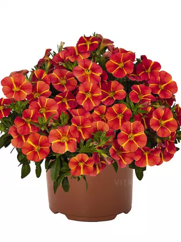 84. Калибрахоа Bloomtastic Orange Cart Wheel (9 шт.)