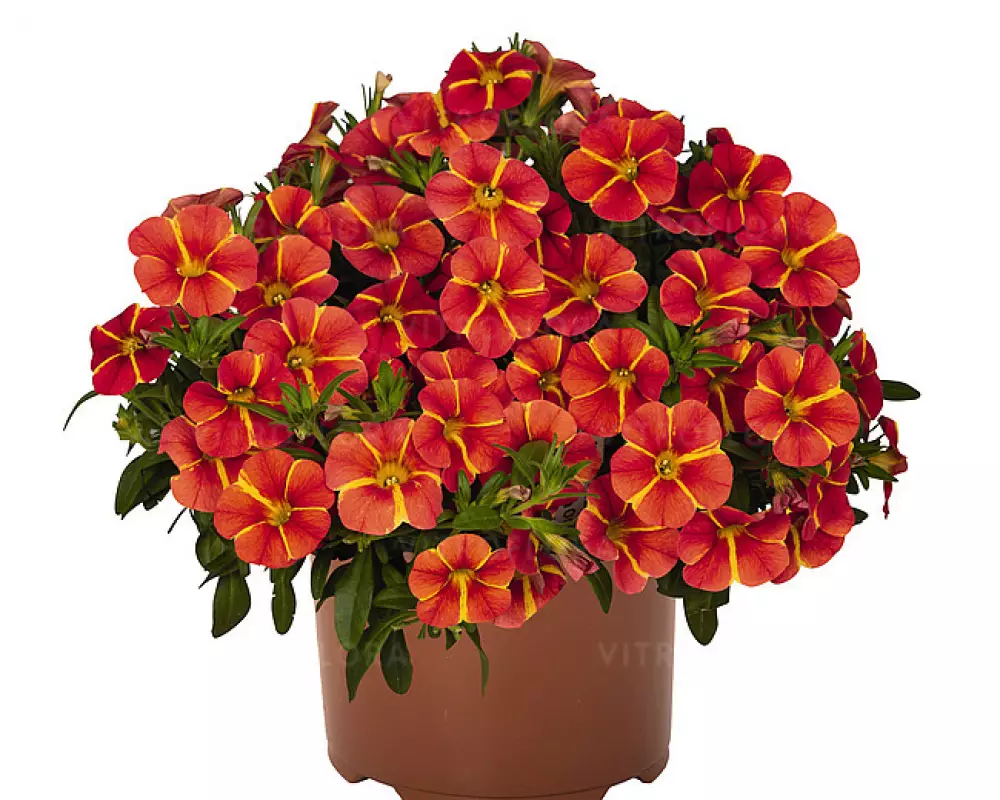 84. Калибрахоа Bloomtastic Orange Cart Wheel (9 шт.)