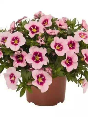 85. Калибрахоа Bloomtastic Rose Quartz (9 шт.)