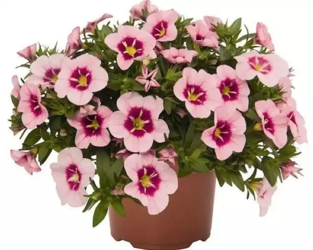 85. Калибрахоа Bloomtastic Rose Quartz (9 шт.)