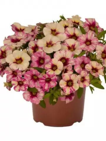 8501. Калибрахоа Bloomtastic Hot Pink (9 шт.)