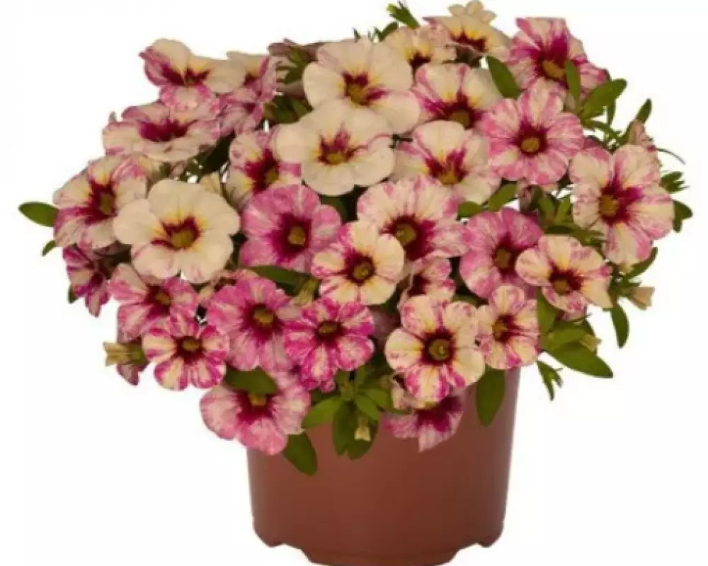 8501. Калибрахоа Bloomtastic Hot Pink (9 шт.)