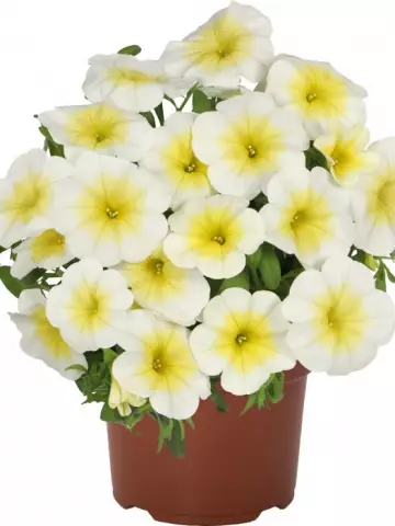 8502. Калибрахоа BLOOMTASTIC WHITE  (9 шт.)