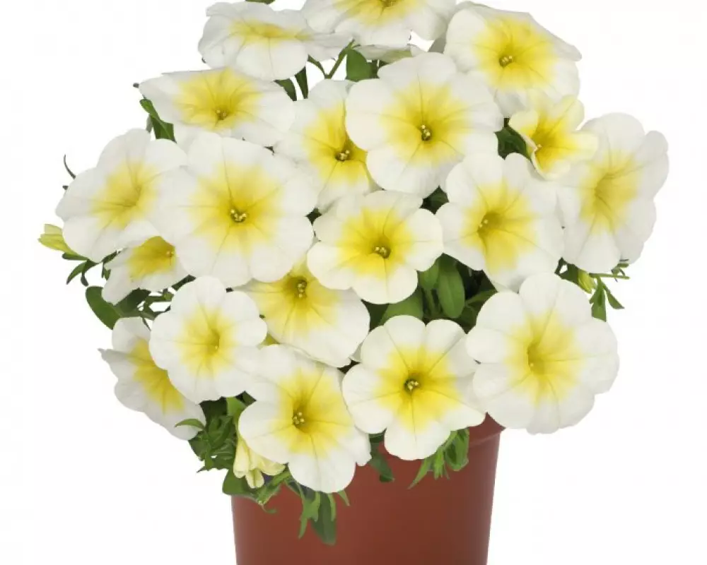 8502. Калибрахоа BLOOMTASTIC WHITE  (9 шт.)