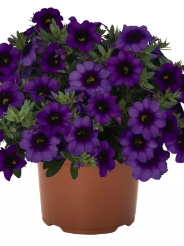 8503. Калибрахоа Bloomtastic Purple (9 шт.)