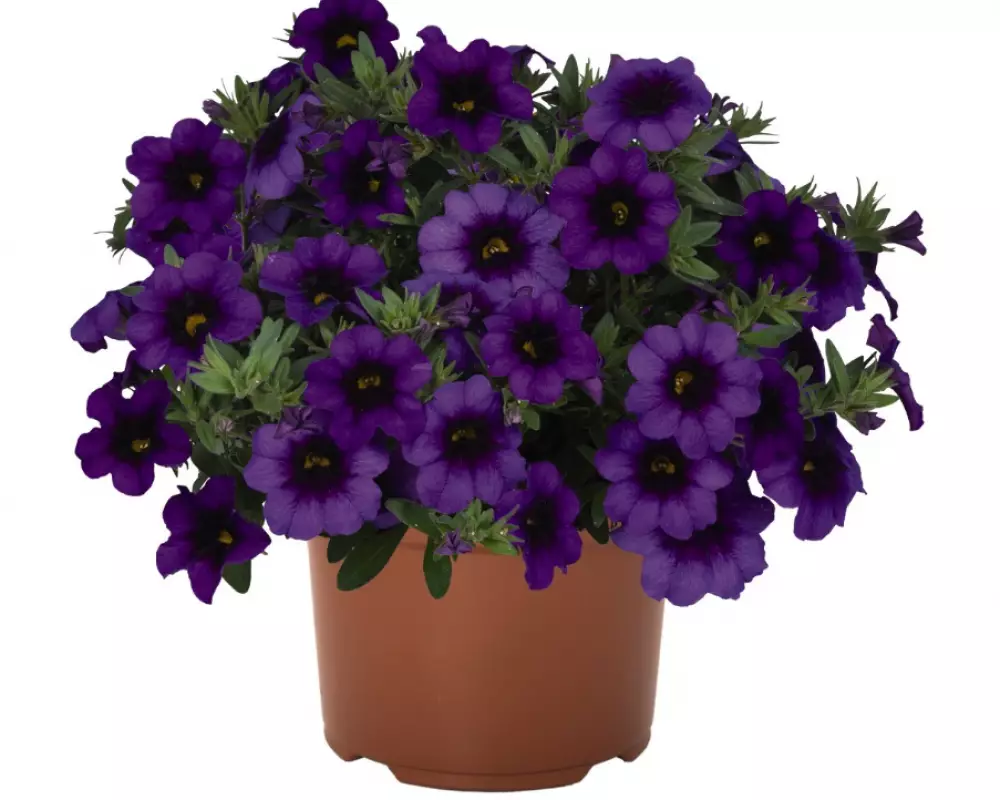 8503. Калибрахоа Bloomtastic Purple (9 шт.)