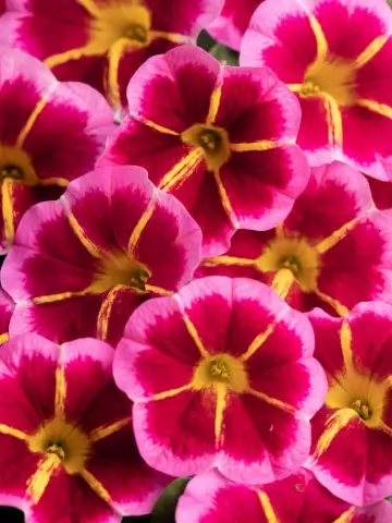 88. Калибрахоа Caliloco Starfire Rose (9 шт.)
