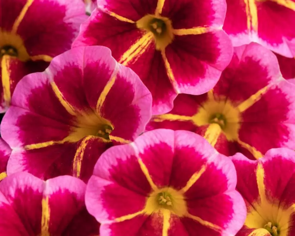 88. Калибрахоа Caliloco Starfire Rose (9 шт.)