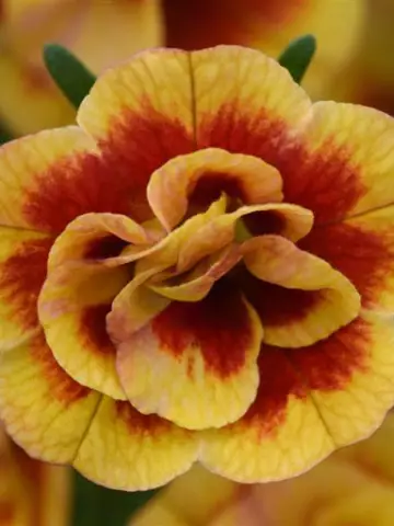 89. Калибрахоа M.F. Neo Double Orange (9 шт.)
