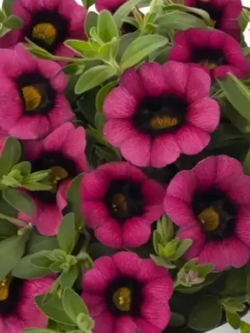 93. Калибрахоа Хула Черри (9 шт.)