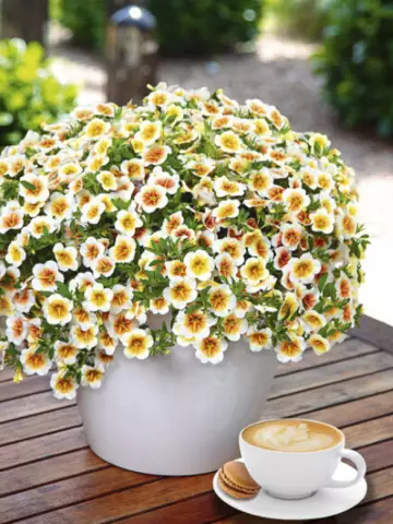 97. Калибрахоа Calitastic Cappucino (9 шт.)