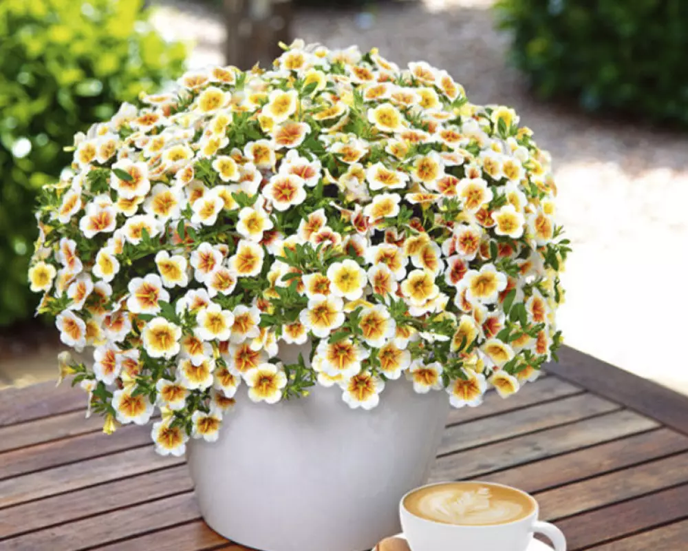97. Калибрахоа Calitastic Cappucino (9 шт.)