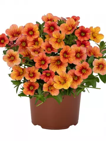 98. Калибрахоа RAINBOW YELLOW (9 шт.)