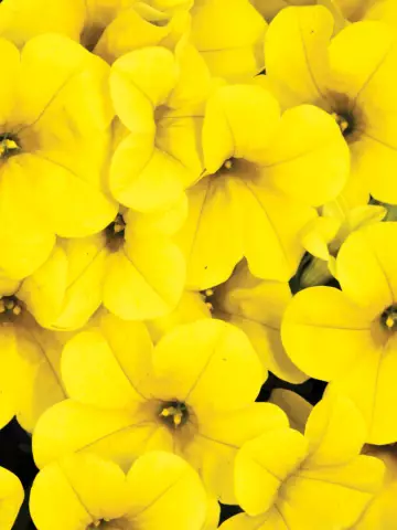 105. Калибрахоа CALITASTIC GOLD (9 шт.)