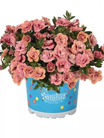 107. Калибрахоа CALITA DOUBLE APRICOT (9 шт.)