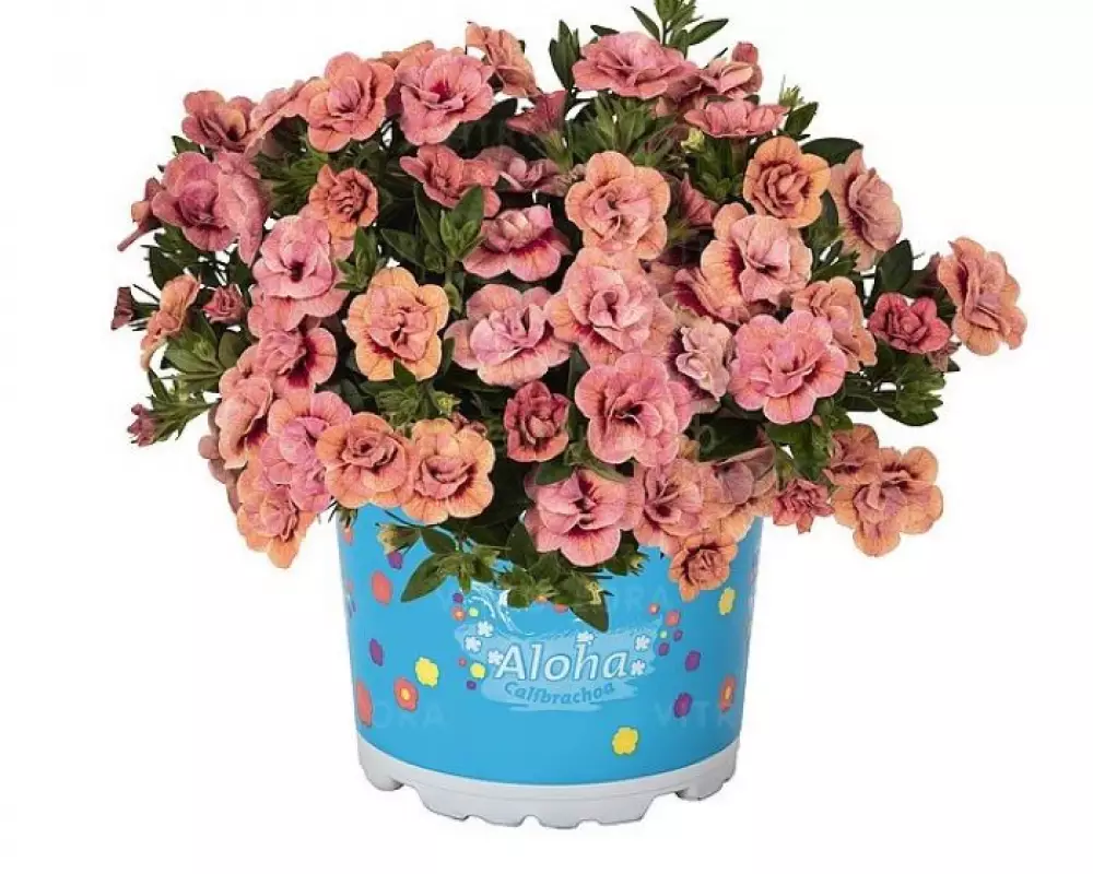 107. Калибрахоа CALITA DOUBLE APRICOT (9 шт.)