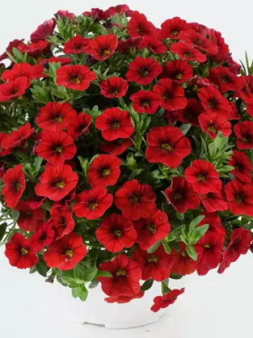 109. Калибрахоа Colibri Bright Red (9 шт.)