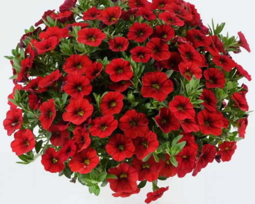 109. Калибрахоа Colibri Bright Red (9 шт.)