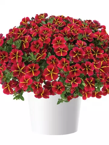 112. Калибрахоа Colibri Exotic Red Bling (9 шт.)