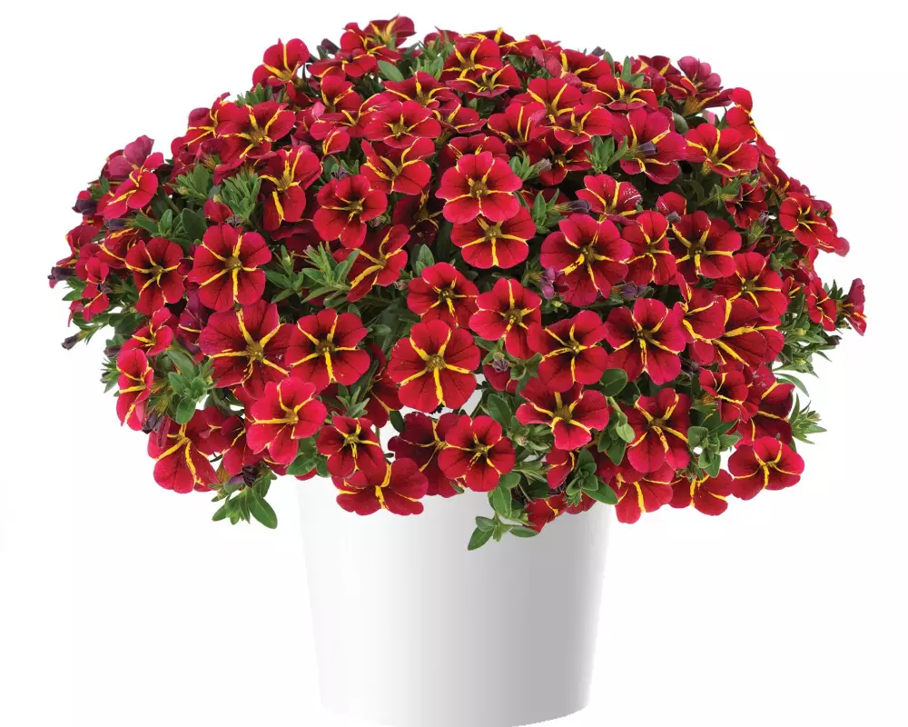 112. Калибрахоа Colibri Exotic Red Bling (9 шт.)