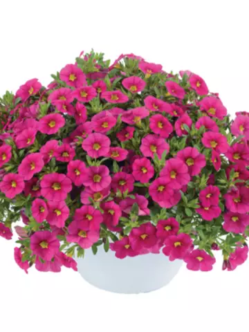 113. Калибрахоа Colibri Fuchsia (9 шт.)
