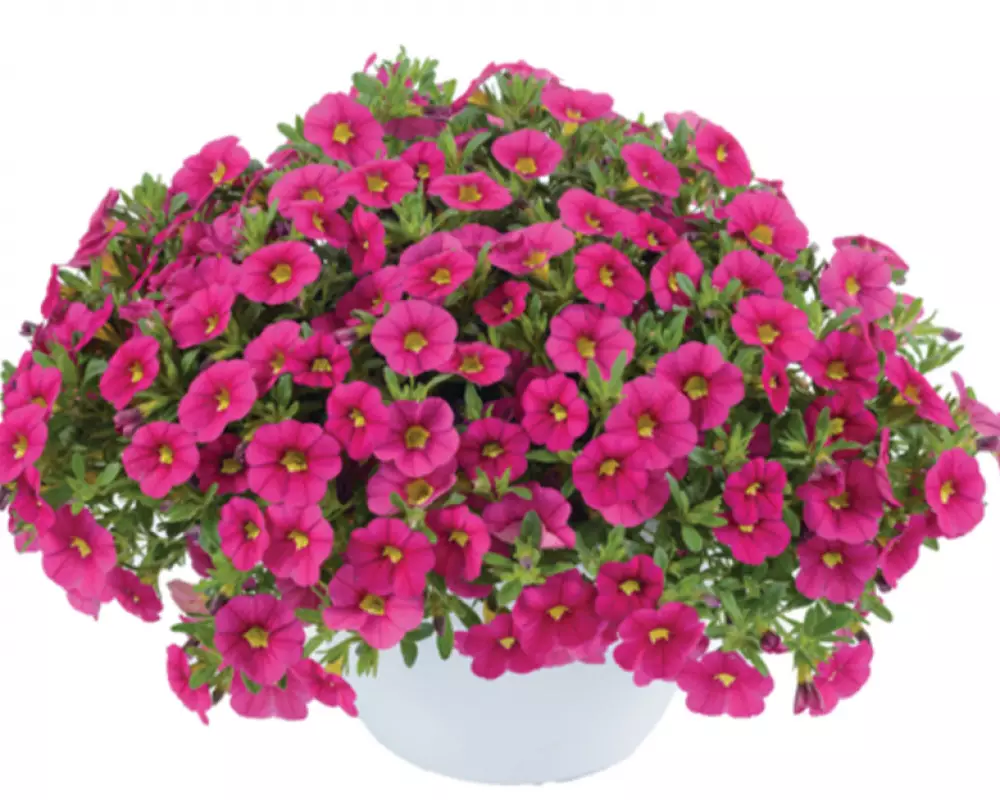 113. Калибрахоа Colibri Fuchsia (9 шт.)