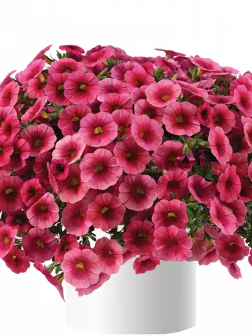 115. Калибрахоа Colibri Malibu Pink (9 шт.)