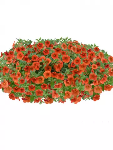 11501. Калибрахоа Колибри Оранж (9 шт.)