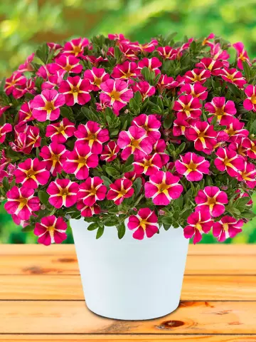 116. Калибрахоа Colibri Pink Bling (9 шт.)