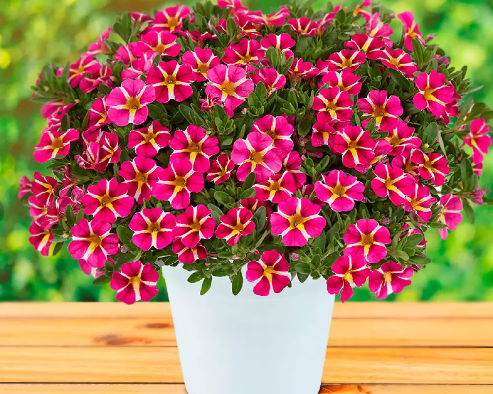 116. Калибрахоа Colibri Pink Bling (9 шт.)