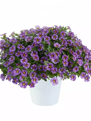 121. Калибрахоа Colibri Purple Bling (9 шт.)