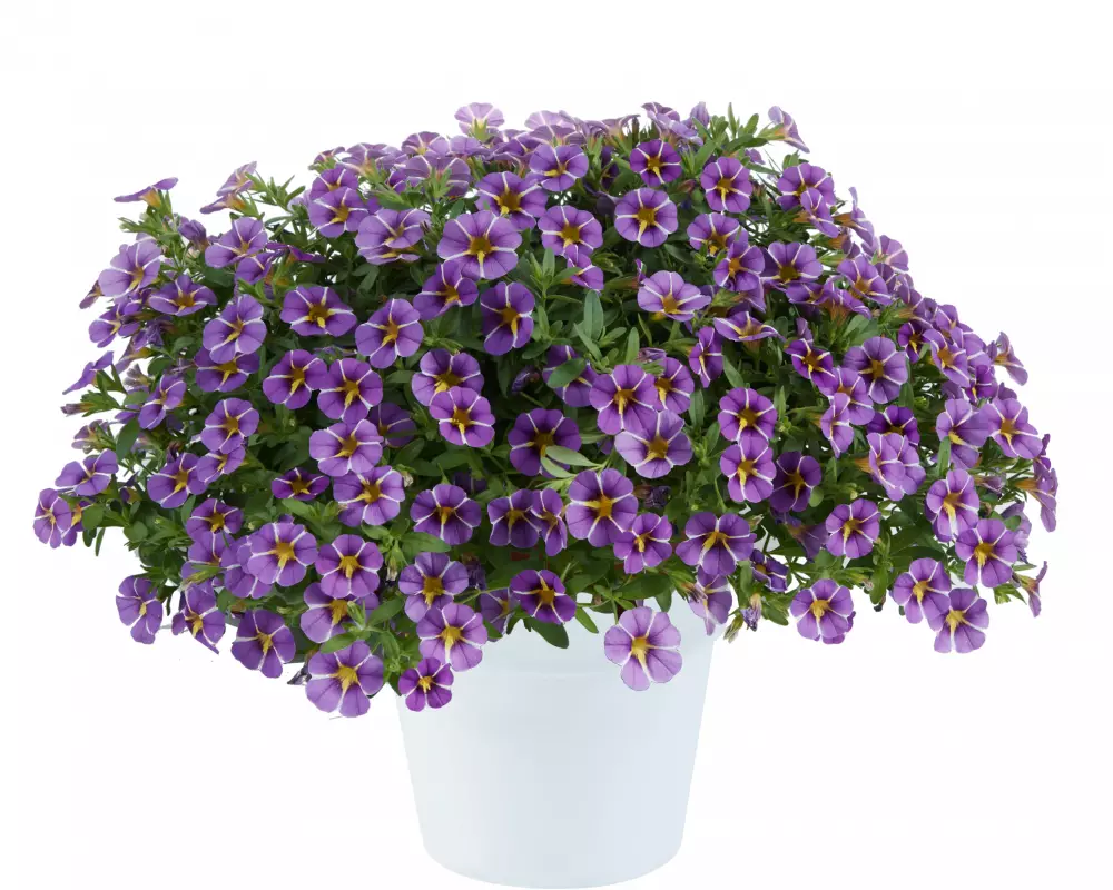 121. Калибрахоа Colibri Purple Bling (9 шт.)