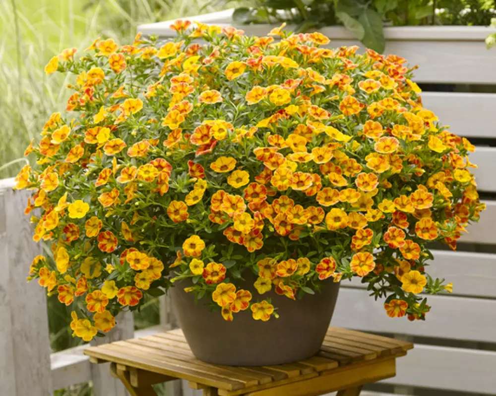 123. Калибрахоа Diva Orange (9 шт.)