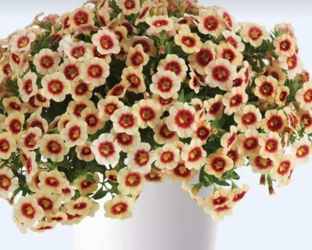 124. Калибрахоа Eyeconic Apricot (9 шт.)