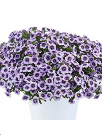 125. Калибрахоа Eyeconic Purple (9 шт.)