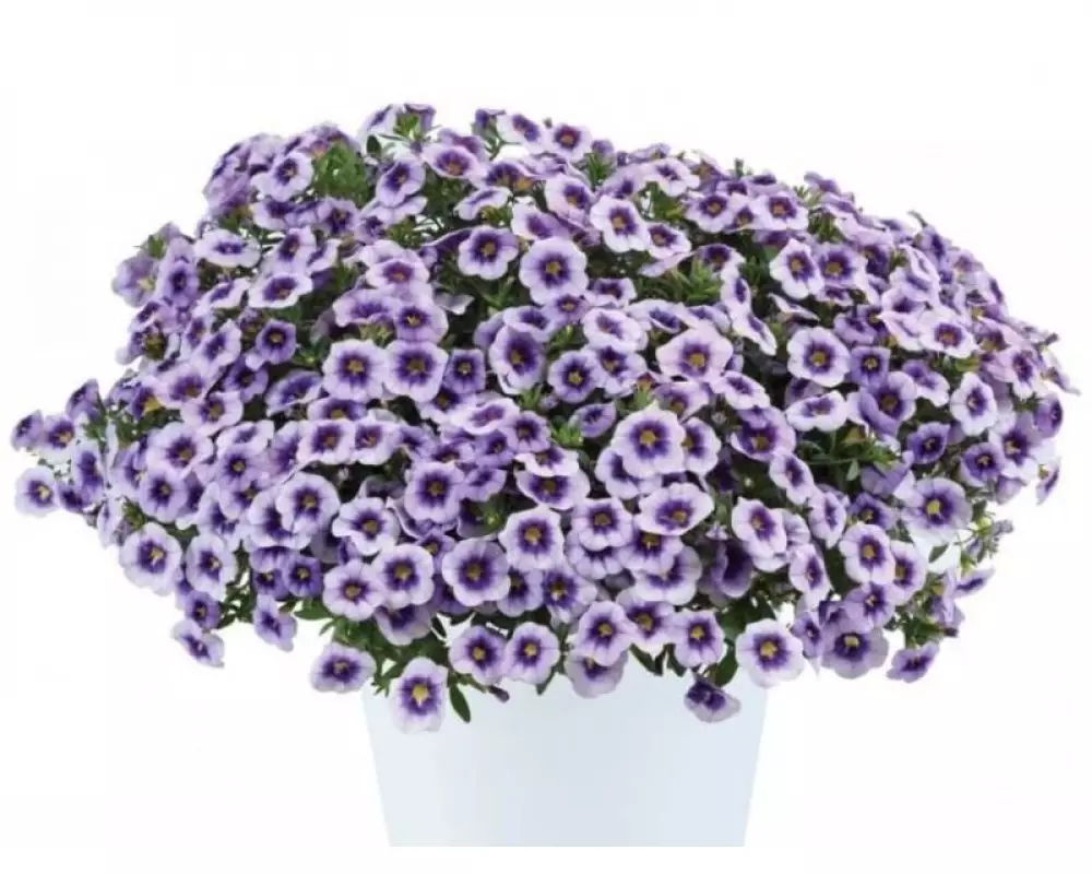 125. Калибрахоа Eyeconic Purple (9 шт.)