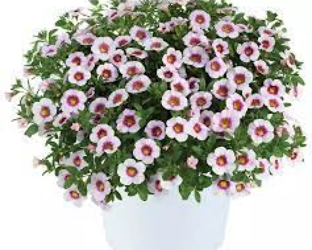 12601. Калибрахоа Eyeconic cherry Blossom (9 шт.)