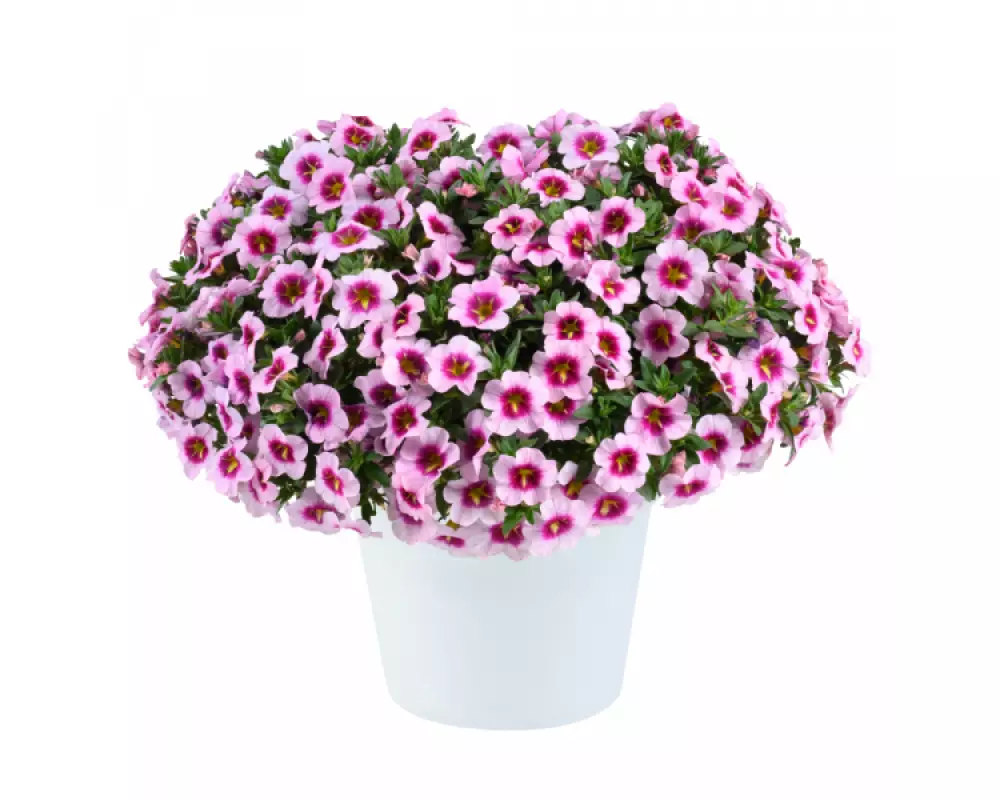 127. Калибрахоа Lia Spark Pink (9 шт.)