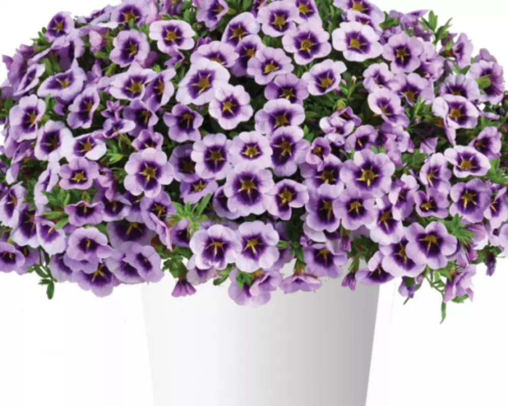 12705. Калибрахоа Lia Spark Lavender (9 шт.)